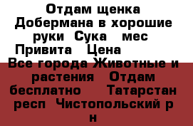 Отдам щенка Добермана в хорошие руки. Сука 5 мес. Привита › Цена ­ 5 000 - Все города Животные и растения » Отдам бесплатно   . Татарстан респ.,Чистопольский р-н